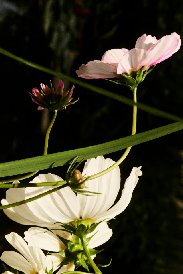 Secret Garden Detail