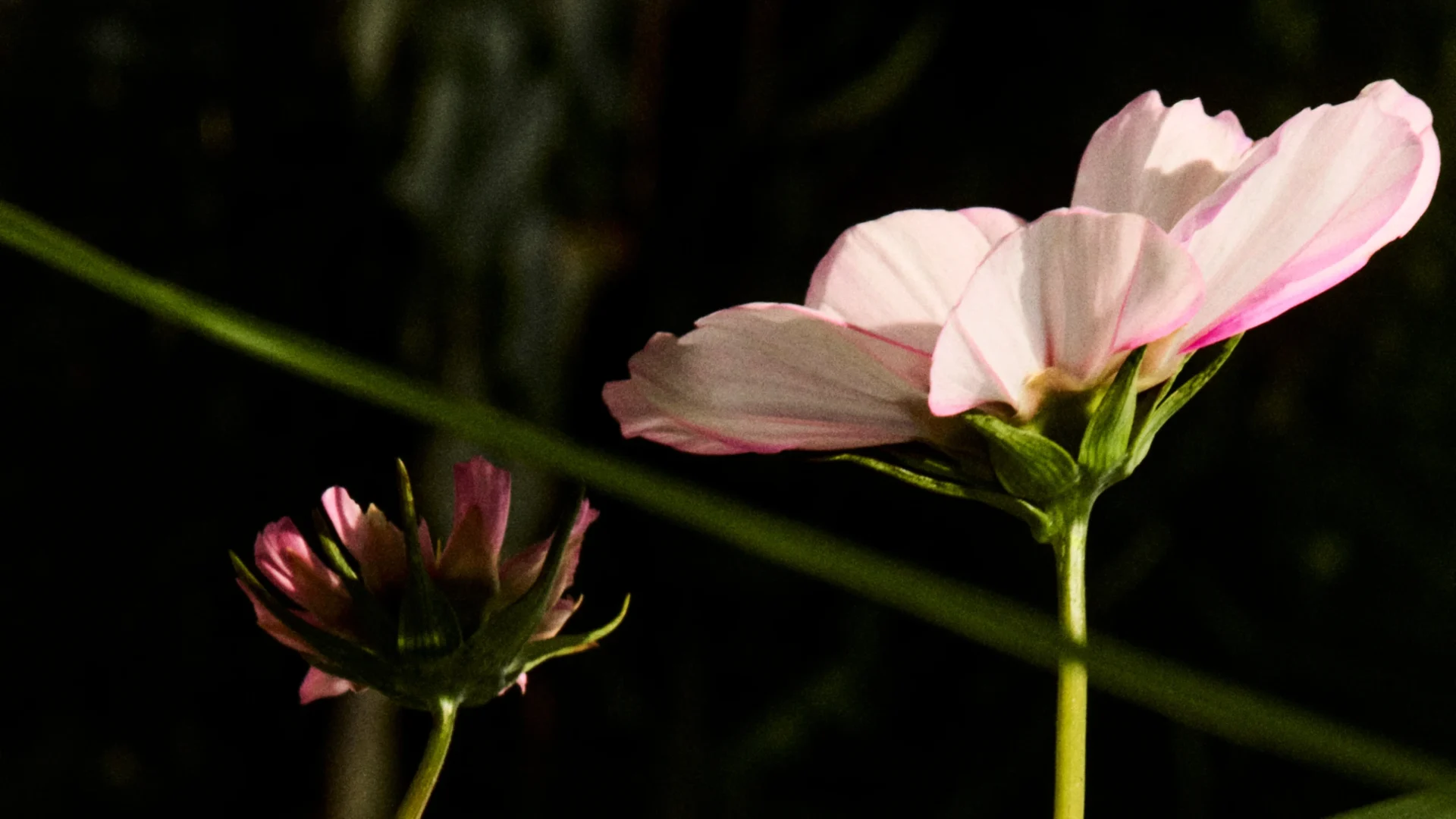 Capston-Press-Flower-Banner-DSK