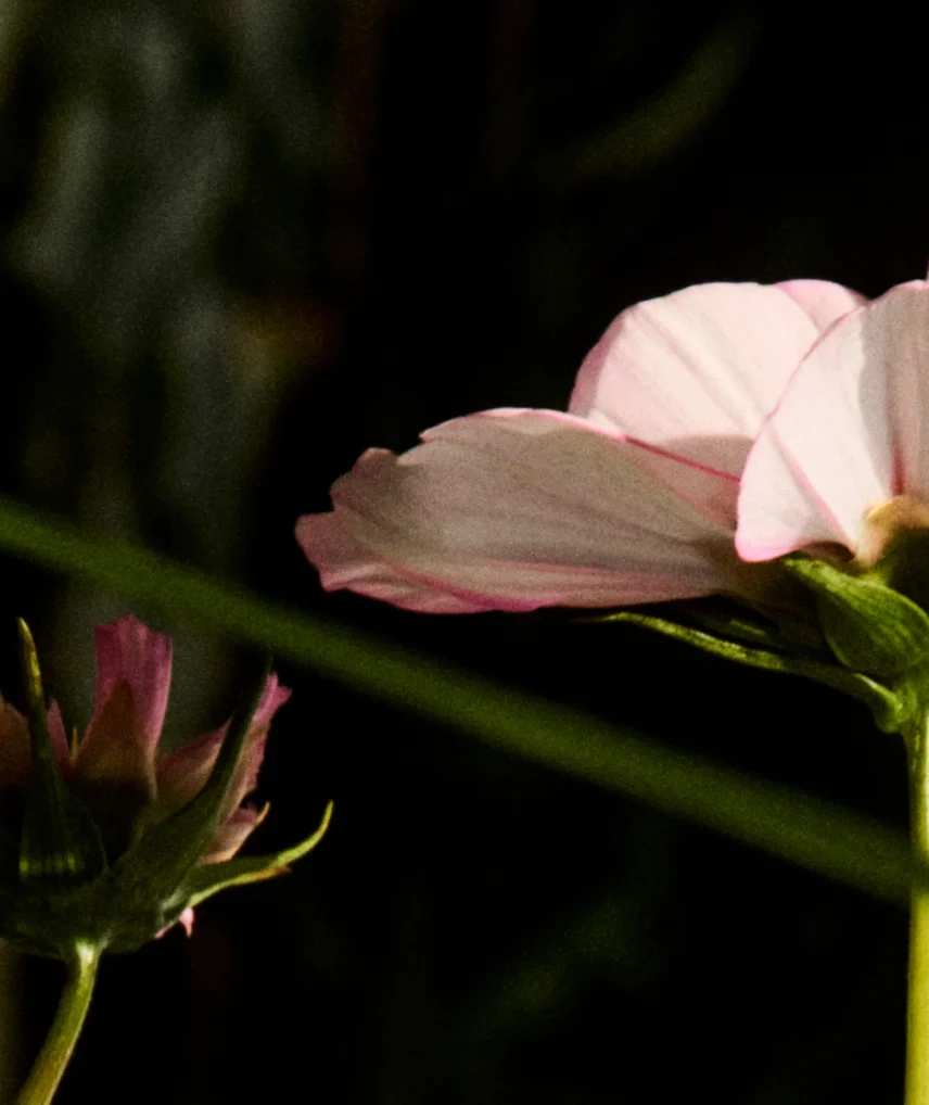 Capston-Press-Flower-Banner-DSK