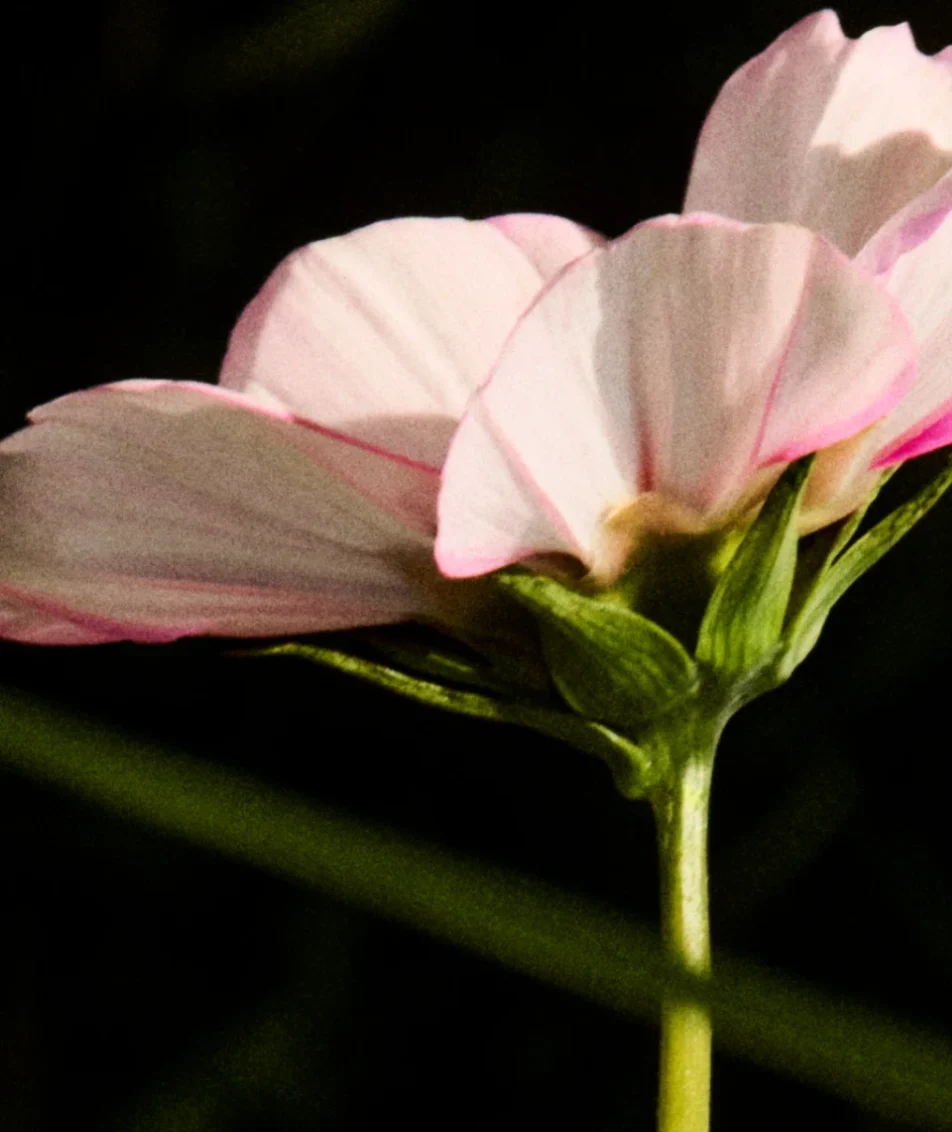 Capston-Press-Flower-Banner-MOB